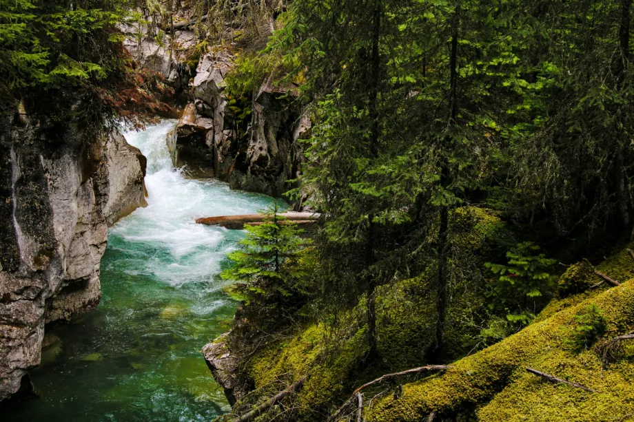 Creek flowing through a forested canyon at Johnston Canyon