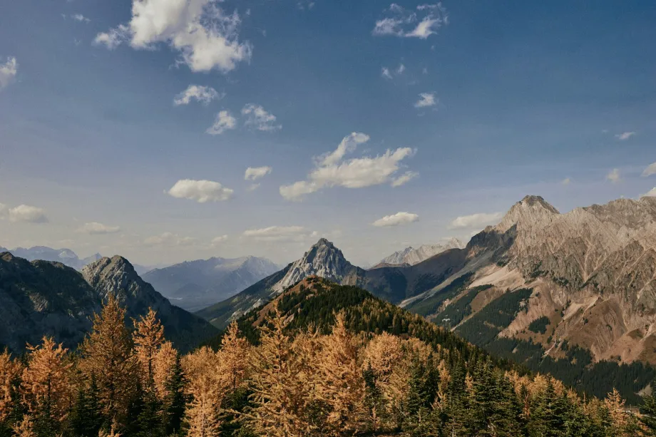 Golden larches and green conifers below rocky mountains on a clear day